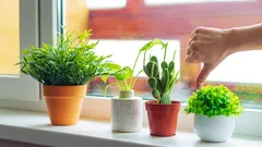 Klassiset kukkaruukut jäävät historiaan: vuonna 2026 niiden tilalle tulee tyylikkäin ja esteettisesti miellyttävin vaihtoehto