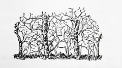 Ensimmäinen eläin kuvassa paljastaa persoonallisuutesi ytimen