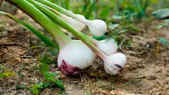 Mitä kannattaa istuttaa valkosipulin viereen: kasvit hyötyvät toisistaan