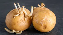 Älä heitä perunan ituja pois: yllätyt, mutta niillekin on hyödyllistä käyttöä
