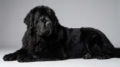 6 laiskaa koirarotua niille, jotka rakastavat hiljaisuutta ja rauhaa